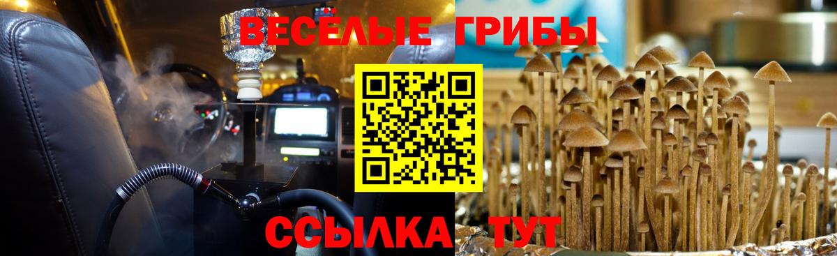 Нижнекамск  Галлюциногенные грибы Cubensis  Вход с VPN  Псилоцибиновые грибы Cubensis 